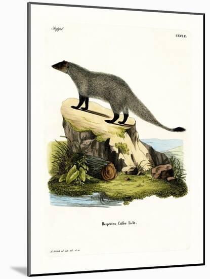 Black-Footed Mongoose-null-Mounted Giclee Print