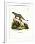 Black-Footed Mongoose-null-Framed Giclee Print