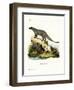 Black-Footed Mongoose-null-Framed Giclee Print