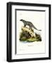 Black-Footed Mongoose-null-Framed Giclee Print