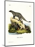 Black-Footed Mongoose-null-Mounted Giclee Print