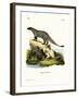 Black-Footed Mongoose-null-Framed Giclee Print