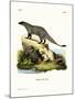 Black-Footed Mongoose-null-Mounted Giclee Print