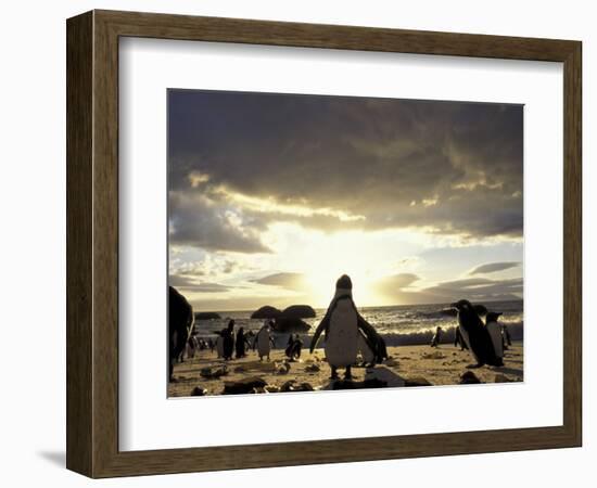Black-Footed Penguins on the Beach, South Africa-Stuart Westmoreland-Framed Photographic Print