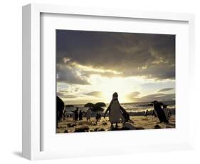 Black-Footed Penguins on the Beach, South Africa-Stuart Westmoreland-Framed Photographic Print