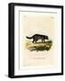 Black-Footed Raccoon-null-Framed Giclee Print