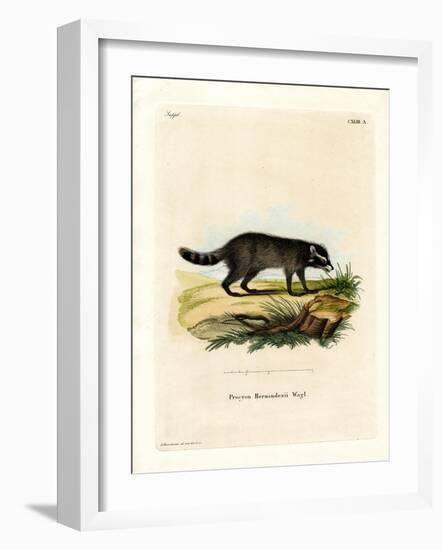 Black-Footed Raccoon-null-Framed Giclee Print