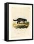 Black-Footed Raccoon-null-Framed Stretched Canvas