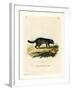 Black-Footed Raccoon-null-Framed Giclee Print