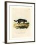 Black-Footed Raccoon-null-Framed Giclee Print