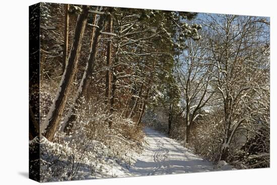 Black Forest in Winter, Near Villingen-Schwenningen, Baden-Wurttemberg, Germany, Europe-Jochen Schlenker-Stretched Canvas