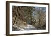 Black Forest in Winter, Near Villingen-Schwenningen, Baden-Wurttemberg, Germany, Europe-Jochen Schlenker-Framed Photographic Print