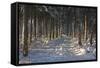 Black Forest in Winter-Jochen Schlenker-Framed Stretched Canvas