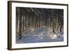 Black Forest in Winter-Jochen Schlenker-Framed Photographic Print