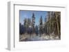 Black Forest in Winter-Jochen Schlenker-Framed Photographic Print