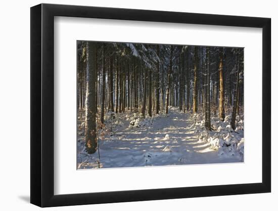 Black Forest in Winter-Jochen Schlenker-Framed Photographic Print