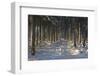 Black Forest in Winter-Jochen Schlenker-Framed Photographic Print