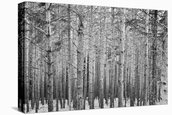 Black Forest-GaiusIulius-Stretched Canvas