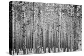 Black Forest-GaiusIulius-Stretched Canvas