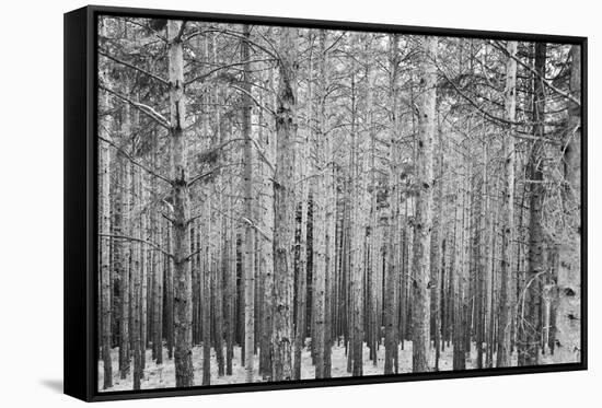 Black Forest-GaiusIulius-Framed Stretched Canvas