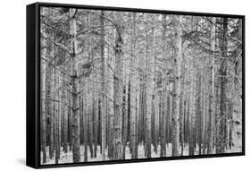 Black Forest-GaiusIulius-Framed Stretched Canvas