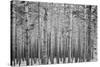 Black Forest-GaiusIulius-Stretched Canvas
