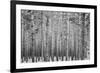 Black Forest-GaiusIulius-Framed Photographic Print