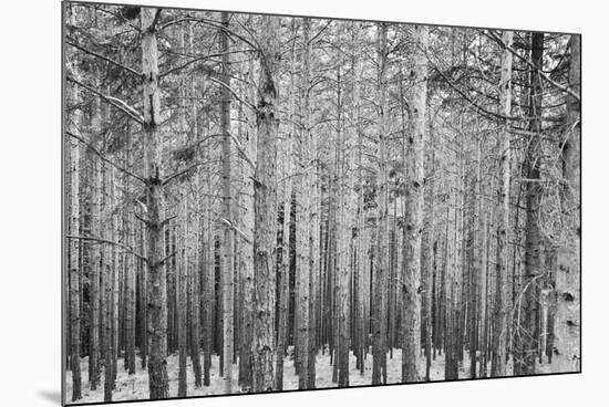 Black Forest-GaiusIulius-Mounted Photographic Print