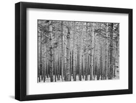 Black Forest-GaiusIulius-Framed Photographic Print