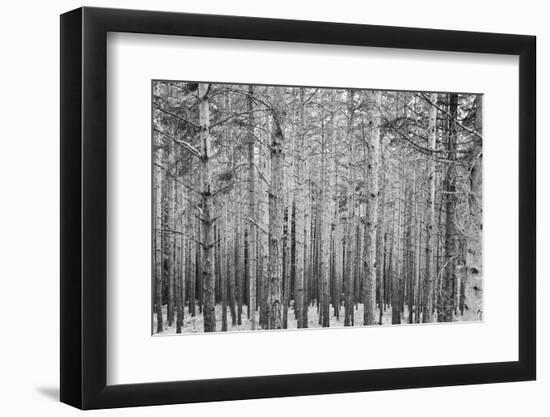 Black Forest-GaiusIulius-Framed Photographic Print