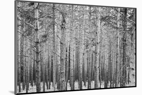 Black Forest-GaiusIulius-Mounted Photographic Print