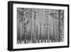 Black Forest-GaiusIulius-Framed Photographic Print