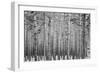 Black Forest-GaiusIulius-Framed Photographic Print