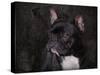 Black French Bulldog Portrait-Jai Johnson-Stretched Canvas