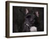 Black French Bulldog Portrait-Jai Johnson-Framed Giclee Print