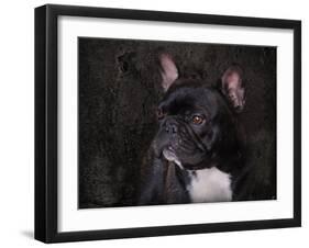 Black French Bulldog Portrait-Jai Johnson-Framed Giclee Print