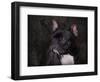 Black French Bulldog Portrait-Jai Johnson-Framed Premium Giclee Print