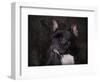 Black French Bulldog Portrait-Jai Johnson-Framed Premium Giclee Print