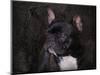 Black French Bulldog Portrait-Jai Johnson-Mounted Premium Giclee Print