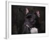 Black French Bulldog Portrait-Jai Johnson-Framed Giclee Print