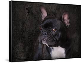 Black French Bulldog Portrait-Jai Johnson-Framed Stretched Canvas