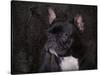 Black French Bulldog Portrait-Jai Johnson-Stretched Canvas