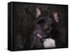 Black French Bulldog Portrait-Jai Johnson-Framed Stretched Canvas