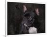 Black French Bulldog Portrait-Jai Johnson-Framed Giclee Print