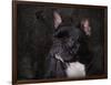 Black French Bulldog Portrait-Jai Johnson-Framed Giclee Print