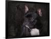 Black French Bulldog Portrait-Jai Johnson-Framed Giclee Print