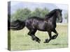 Black Friesian Gelding Running in Field, Longmont, Colorado, USA-Carol Walker-Stretched Canvas