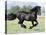 Black Friesian Gelding Running in Field, Longmont, Colorado, USA-Carol Walker-Stretched Canvas