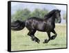 Black Friesian Gelding Running in Field, Longmont, Colorado, USA-Carol Walker-Framed Stretched Canvas