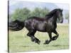 Black Friesian Gelding Running in Field, Longmont, Colorado, USA-Carol Walker-Stretched Canvas